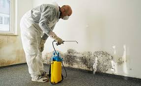 Darien, WI Mold Removal Company